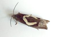 Epiblema foenella