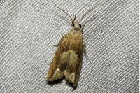 Eucosma conterminana