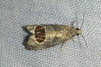 Notocelia uddmanniana