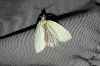 Tortrix viridana