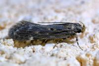 Aroga velocella