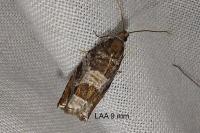 Ancylis achatana