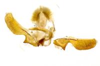 Ancylis achatana