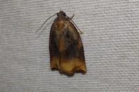 Archips podana