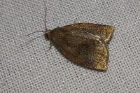 Archips rosana