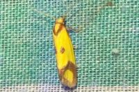 Agapeta zoegana