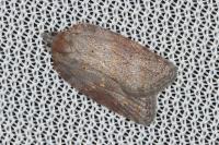 Acleris sparsana