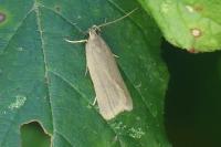 Acompsia cinerella