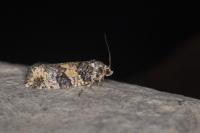 Ptycholomoides aeriferanus