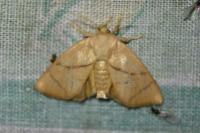 Apoda limacodes