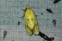 Agapeta hamana