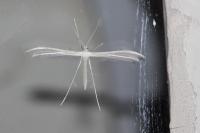 Pterophorus pentadactylus