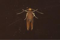 Crassa unitella