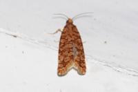 Lozotaeniodes formosana