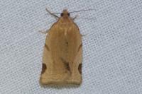 Paramesia gnomana