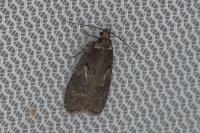 Agonopterix conterminella