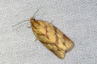 Clepsis pallidana