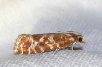 Rhyacionia pinicolana