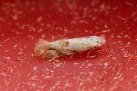Bucculatrix bechsteinella