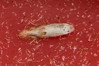 Bucculatrix bechsteinella