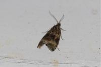 Celypha lacunana