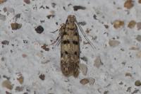 Bryotropha domestica