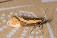 Harpella forficella