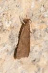 Helcystogramma lutatella