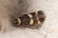 Oegoconia