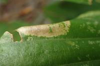 Phyllonorycter maestingella