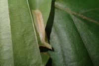 Phyllonorycter maestingella