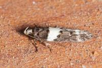Recurvaria leucatella