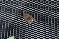 Archips rosana