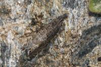 Dichrorampha chavanneana/thomanni