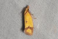 Agapeta zoegana