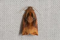 Archips podana