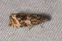 Celypha lacunana