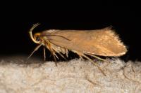 Crassa unitella