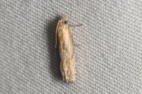 Eucosma gr. cana