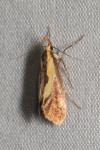 Harpella forficella