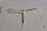 Pterophorus pentadactylus