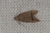 Teleiodes vulgella
