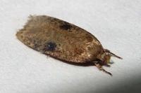Agonopterix
