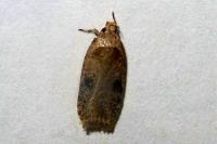 Agonopterix