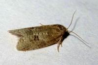 Cnephasia