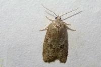Cnephasia