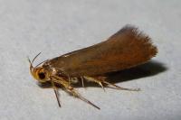 Crassa unitella