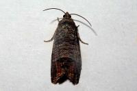 Cydia pomonella