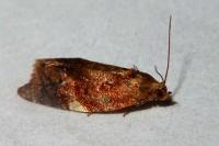 Ditula angustiorana