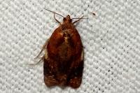 Ditula angustiorana